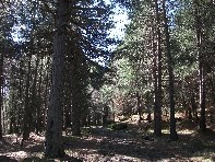 ppinazzu-20100402 068